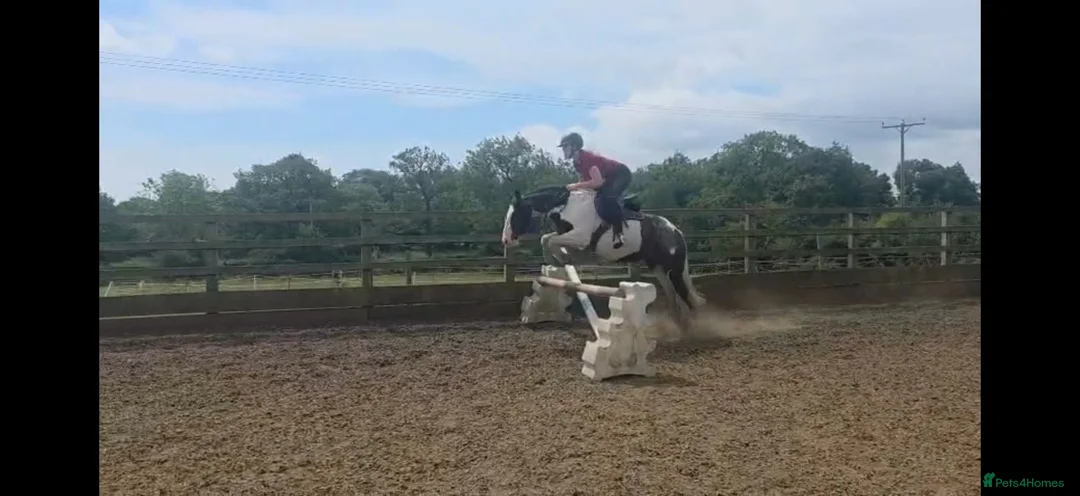 Irish Cob horses for sale: Gracie in Sheffield - Advert 1