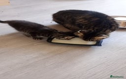 Mixed Breed cats for sale: Maine Coon and Bengal mixed breed kittens  - Image 9