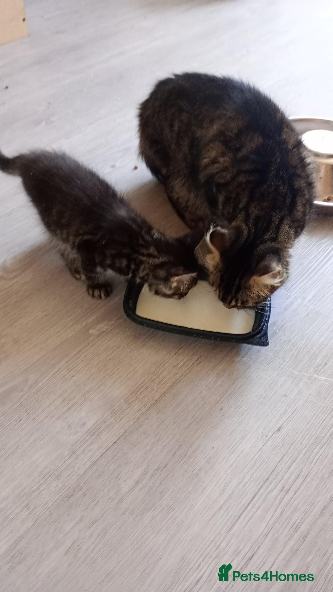Mixed Breed cats for sale: Maine Coon and Bengal mixed breed kittens  - Image 9
