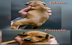 Miniature Pinscher dogs for sale: Miniature Pinscher puppies! - Image 7