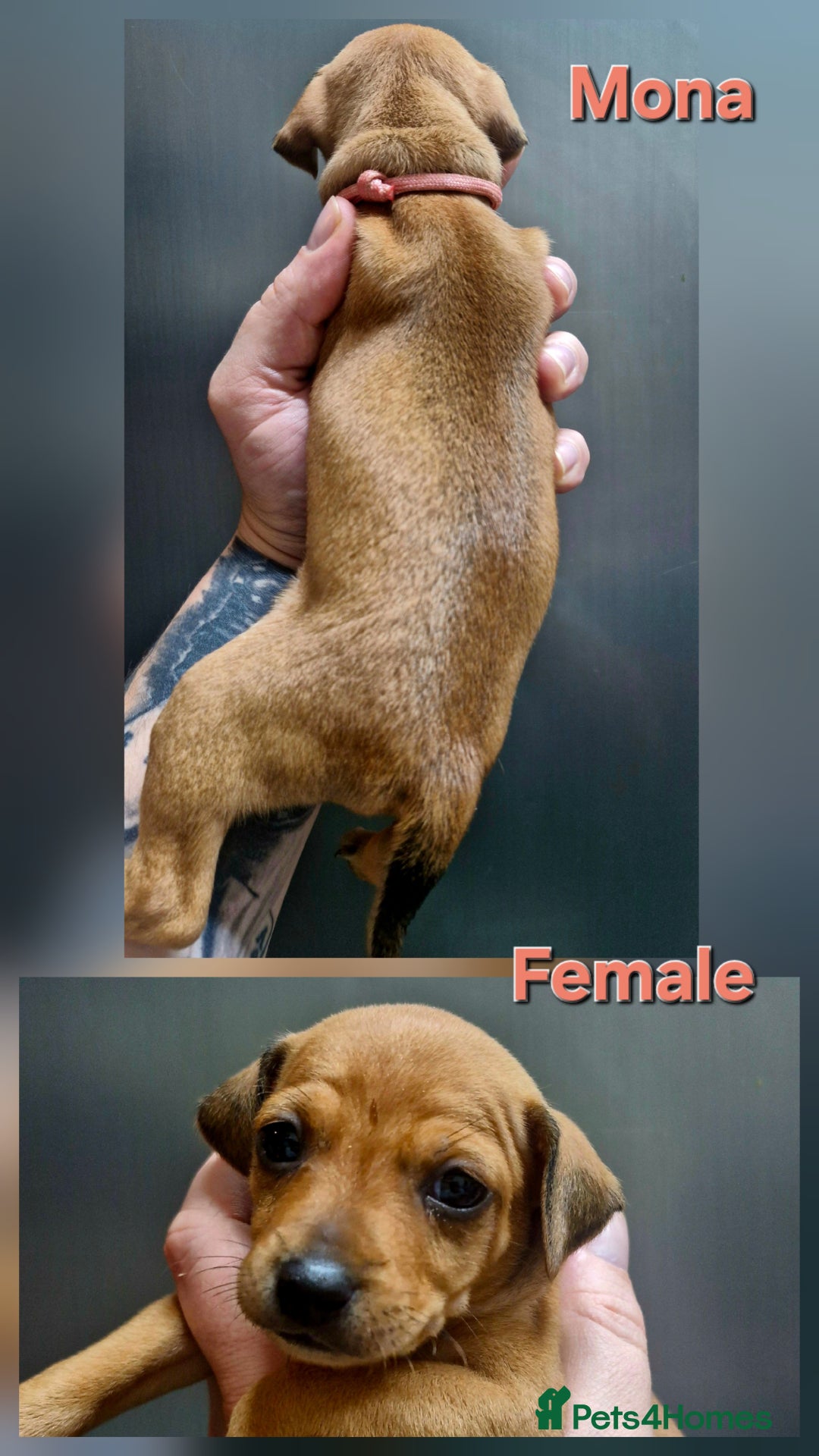 Miniature Pinscher dogs for sale: Miniature Pinscher puppies! - Image 7