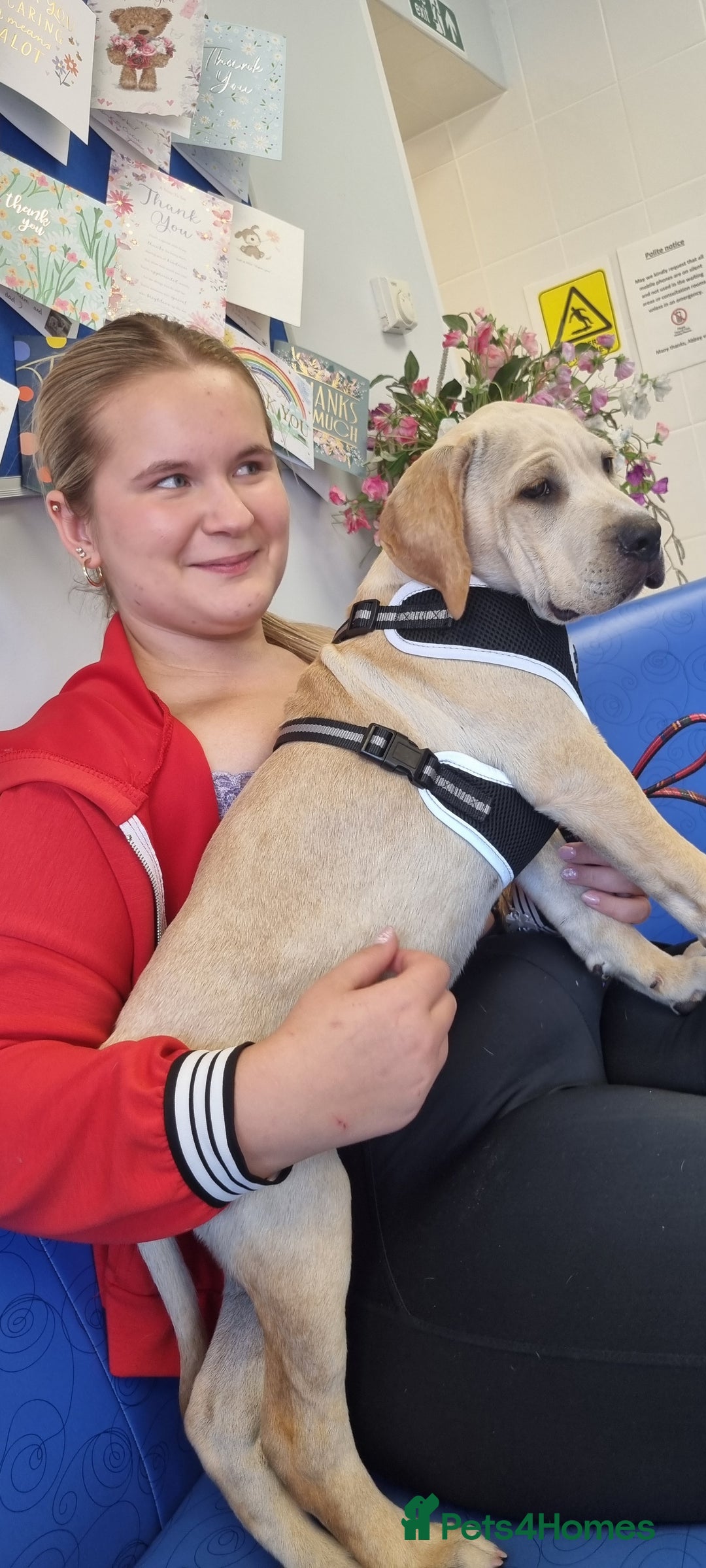 Mixed Breed dogs for sale: THE LAST BEAUTIFUL BOY–CaneCorso x Staffy puppies  - Image 12