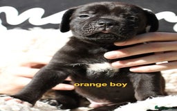 Cane Corso dogs for sale: Cane corso puppies ready to leave now - Image 18