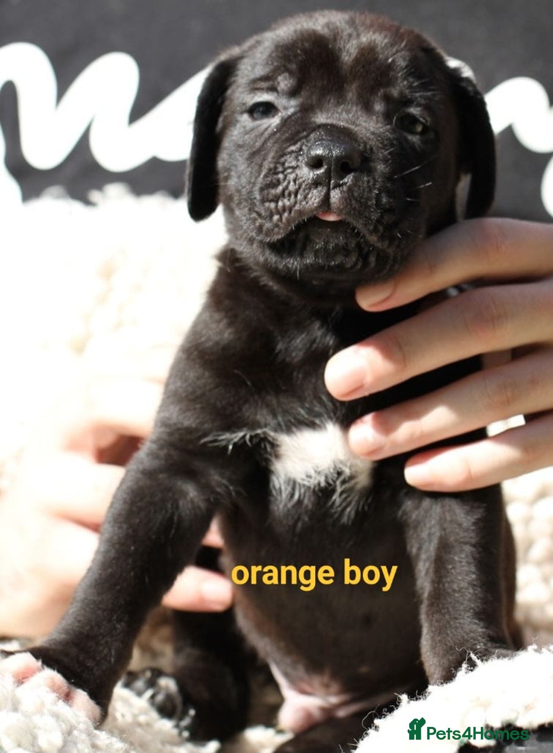 Cane Corso dogs for sale: Cane corso puppies ready to leave now - Image 18