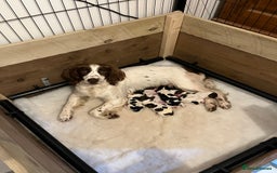 English Springer Spaniel dogs for sale: Beautiful Springer Dog - Image 4