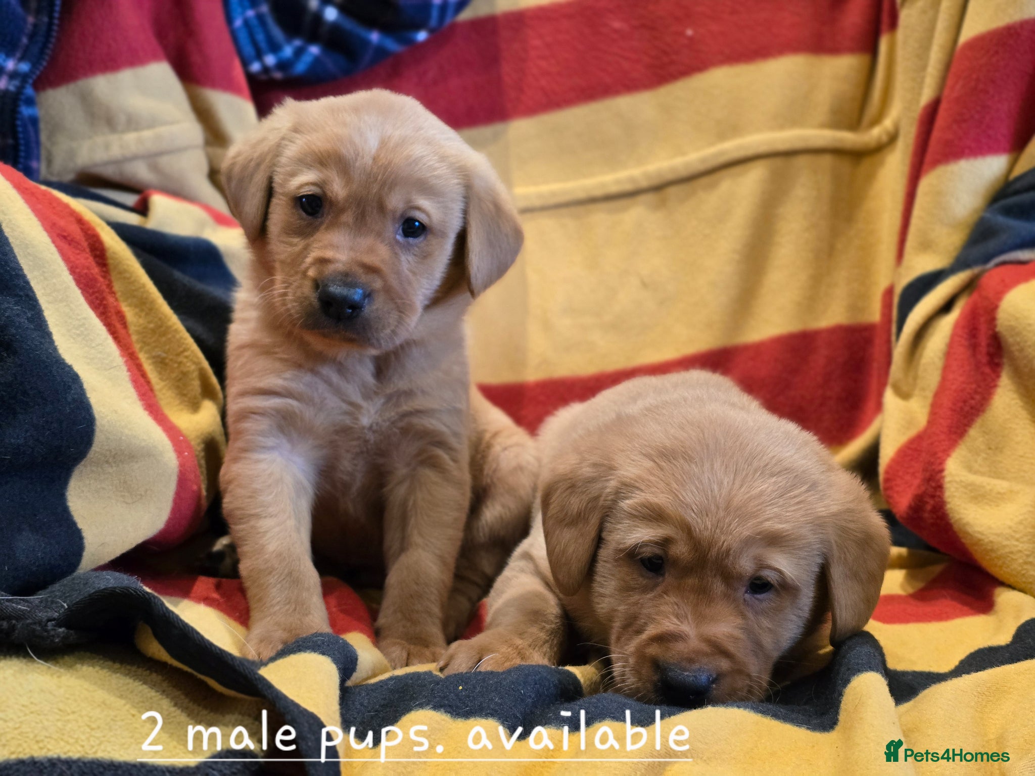 Labrador Retriever dogs Fox red labradors. 1 female 2 male available - Advert 13