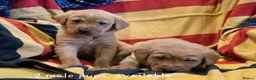Labrador Retriever dogs for sale: Fox red labradors. 1 female 2 male available - Advert 6