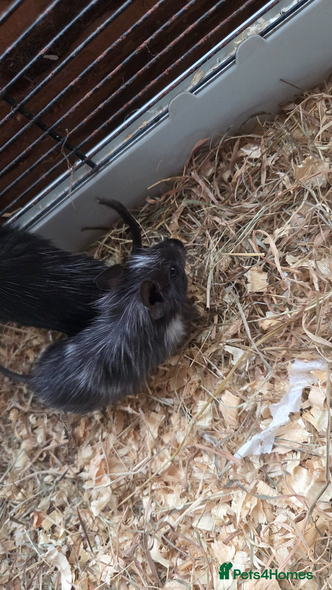Degus rodents Baby degus for sale - Advert 9