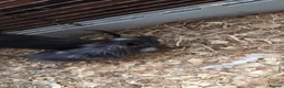 Degus rodents for sale: Baby degus for sale - Advert 1