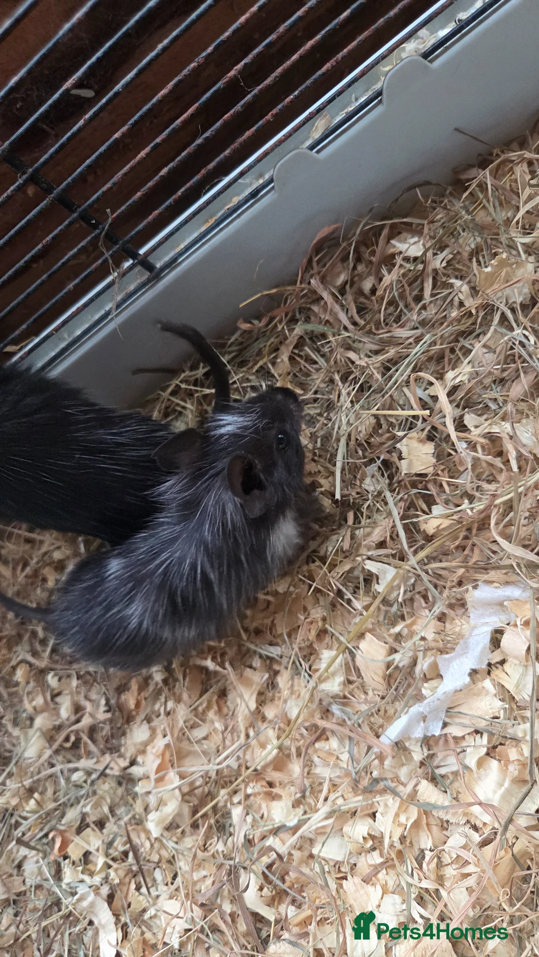 Degus rodents for sale: Baby degus for sale - Advert 1