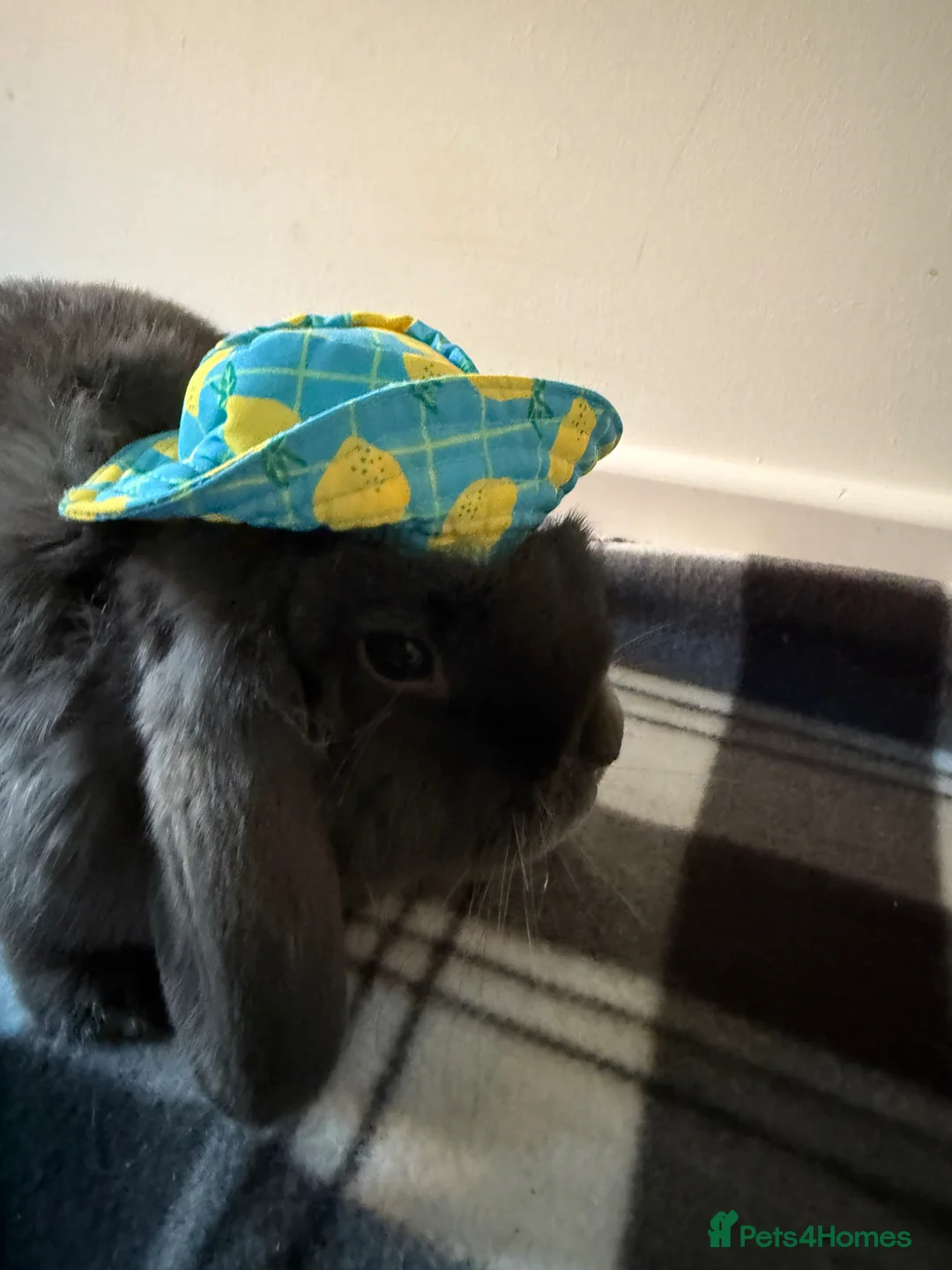Mini Lop rabbits for sale: Milo the mini lop in Crewe - Advert 2