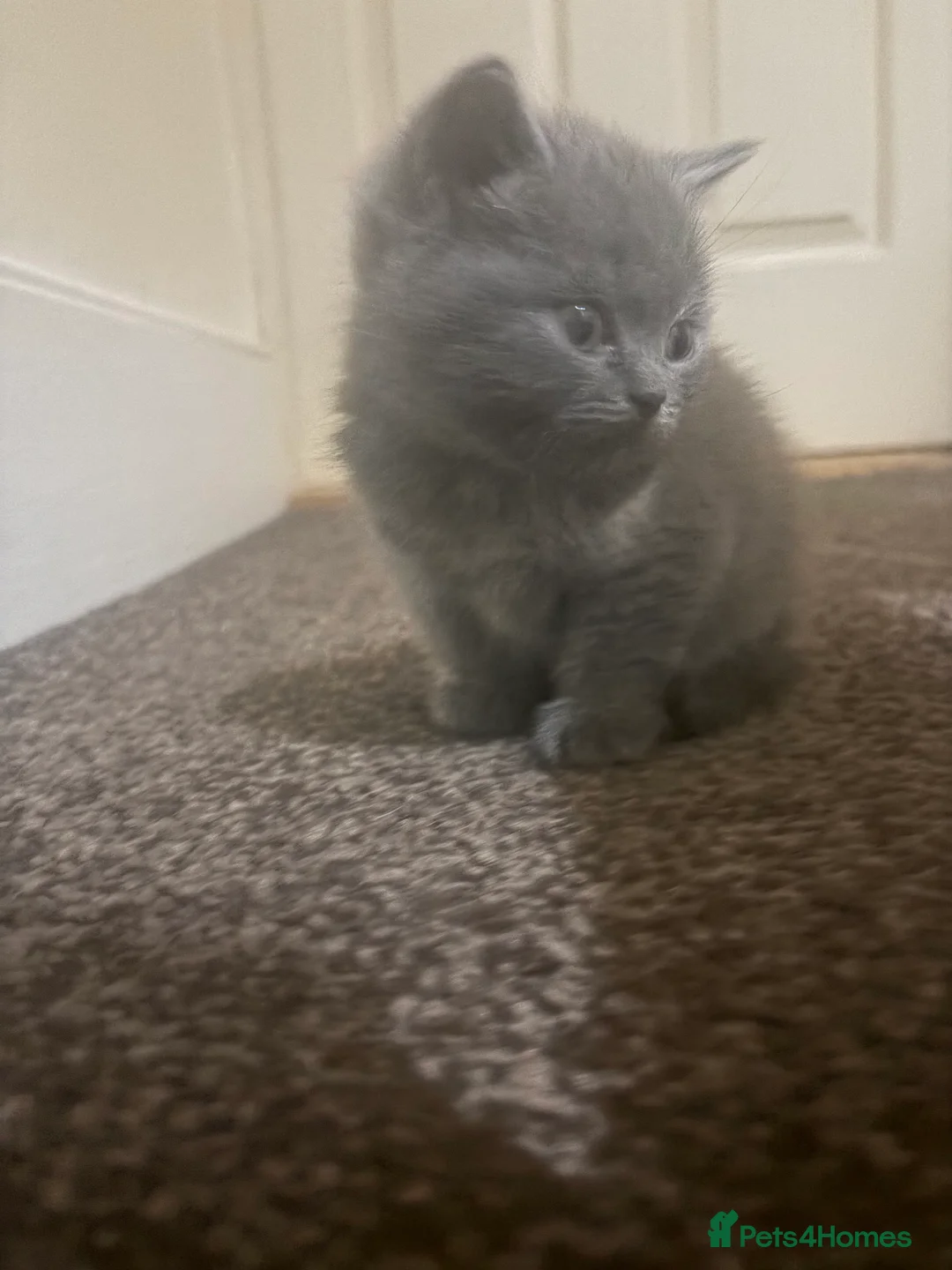 British Shorthair cats for sale: Cute and cuddly British Shorthaired kittens  - Advert 3
