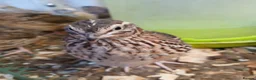 Quail poultry for sale: Pol quail - Advert 1