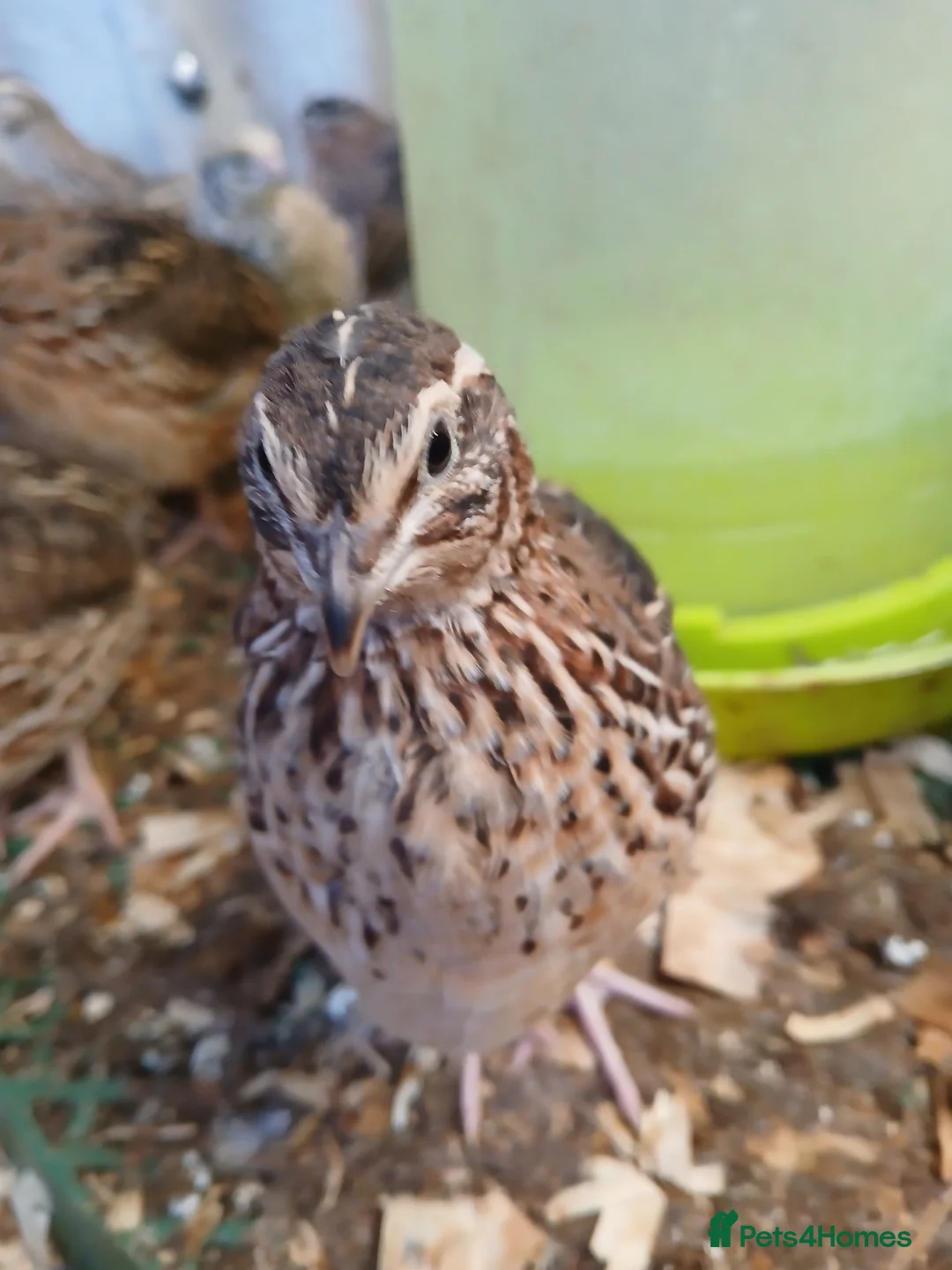 Quail poultry for sale: Pol quail - Advert 1