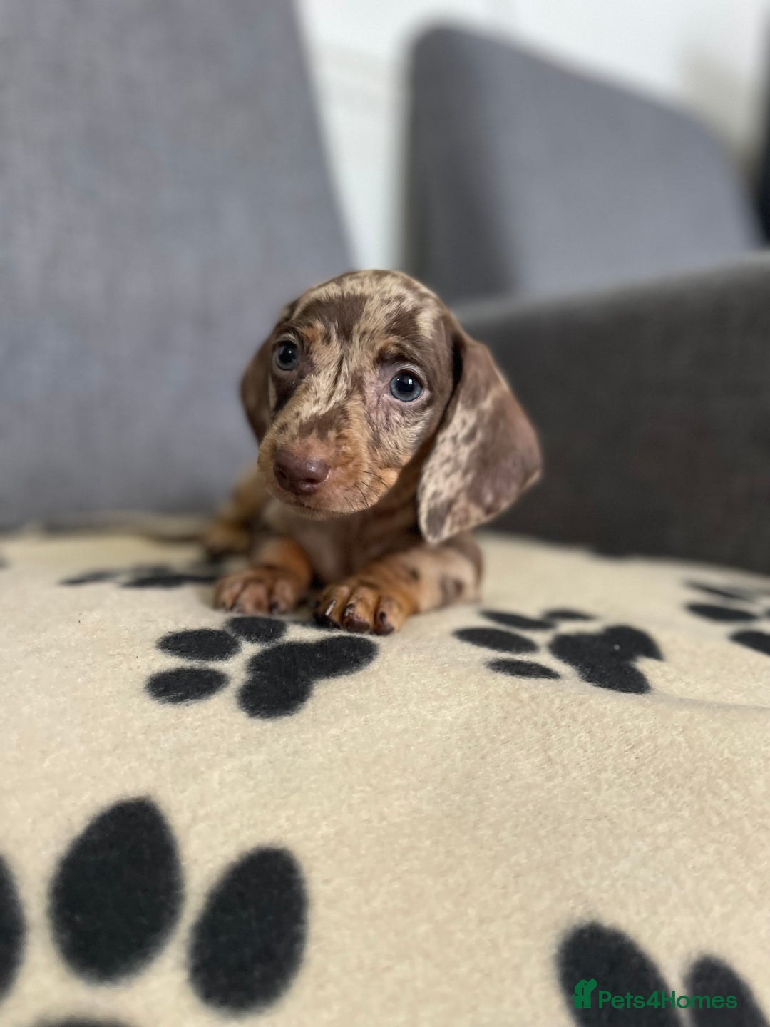 Dachshund dogs for sale: Miniature Dachshund puppies  - Image 8