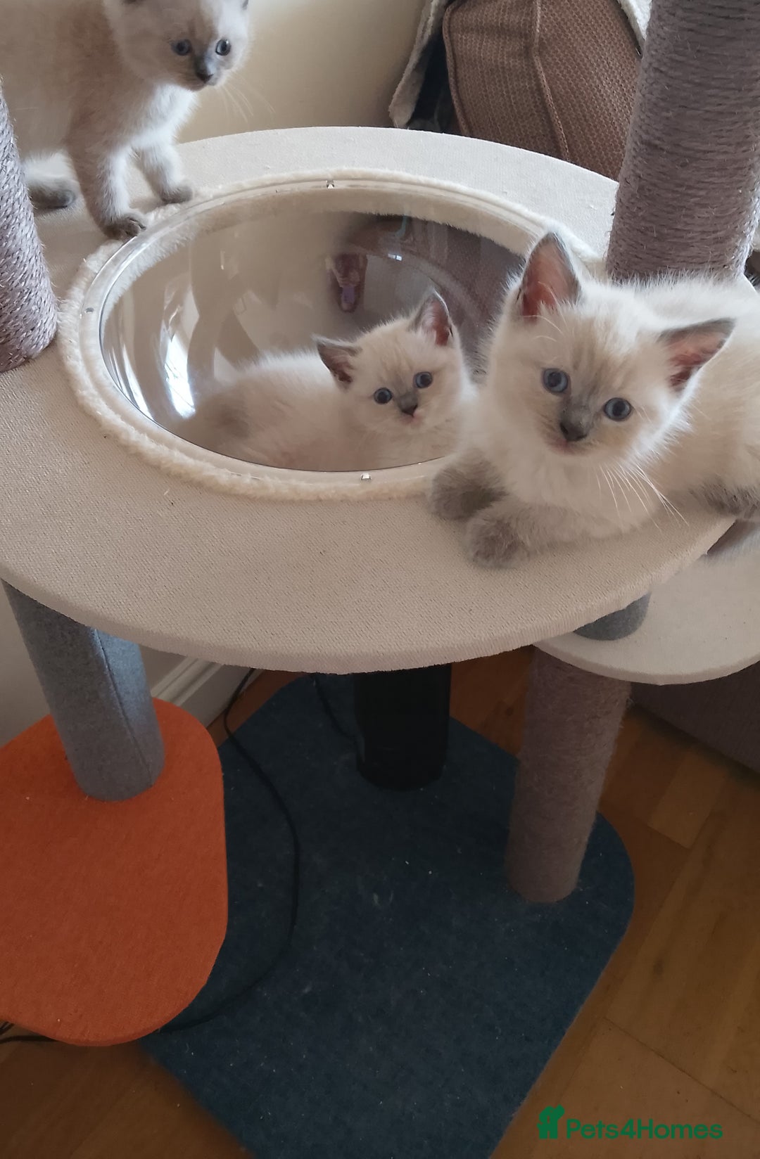 Ragdoll cats for sale: 4 stunning ragdoll kittens left - Image 9