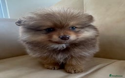 Pomeranian dogs for sale: Pomeranian puppy’s  - Image 6
