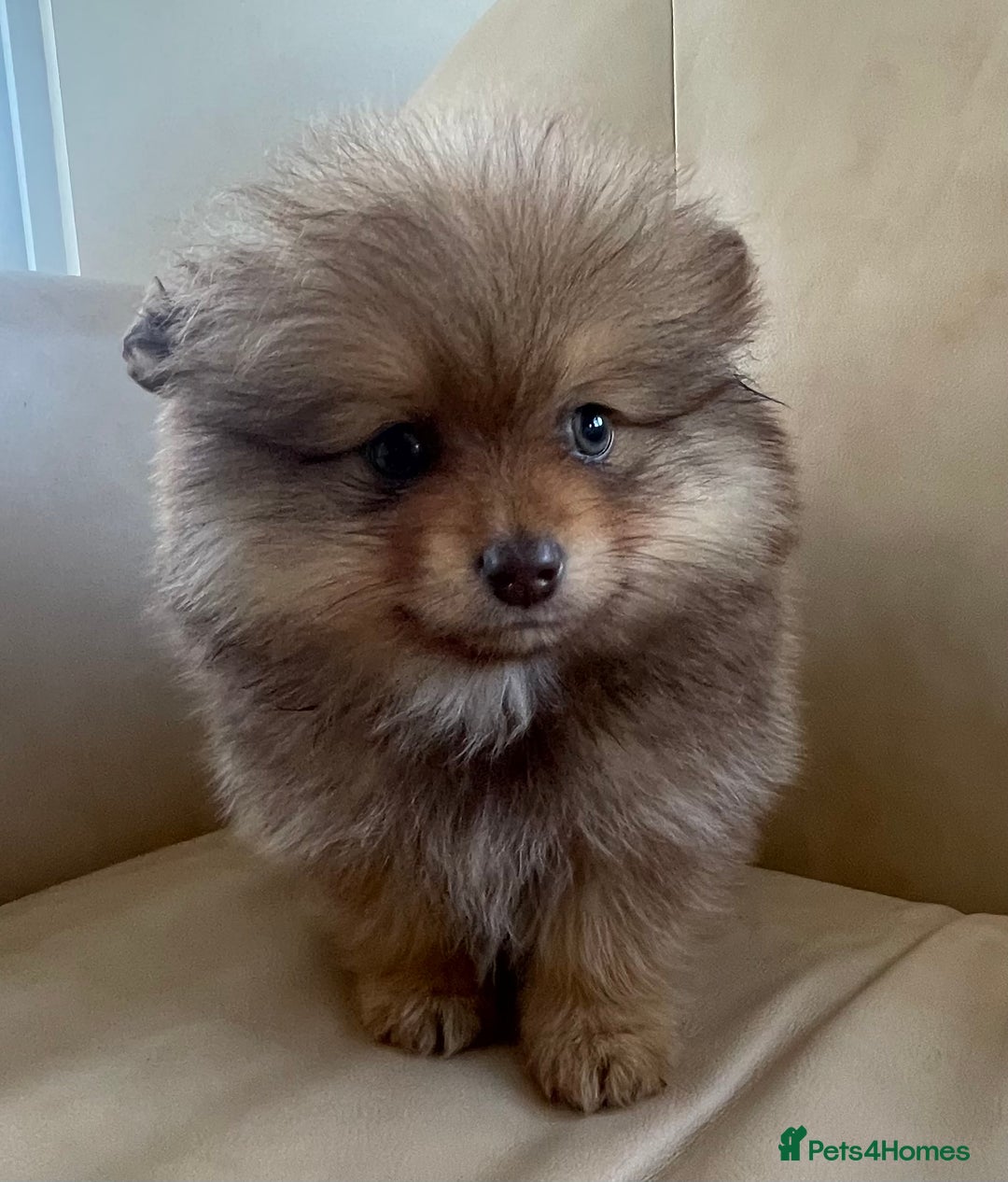 Pomeranian dogs for sale: Pomeranian puppy’s  - Image 6
