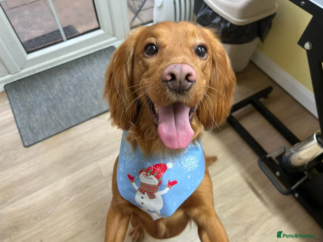 Cocker Spaniel dogs for sale: Family Friendly Cocker in Colchester - Advert 1