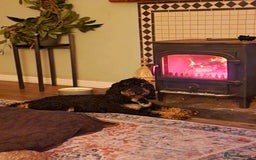Miniature Poodle dogs for stud: KC Registered Miniature Poodle in Wrexham - Image 7