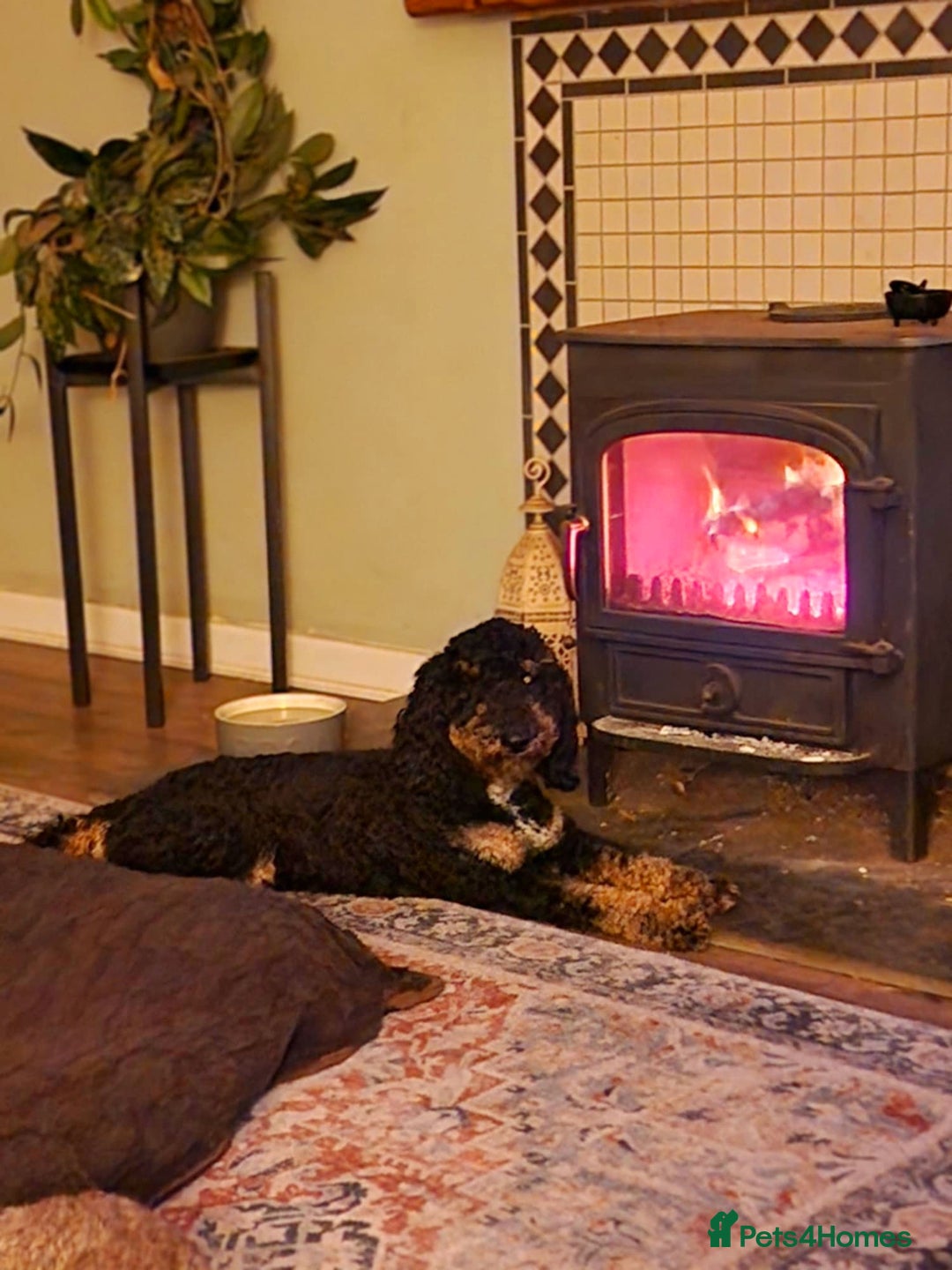 Miniature Poodle dogs for stud: KC Registered Miniature Poodle in Wrexham - Image 7