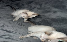Ragdoll cats for sale: 2 ragdoll x bengal kittens  - Image 2