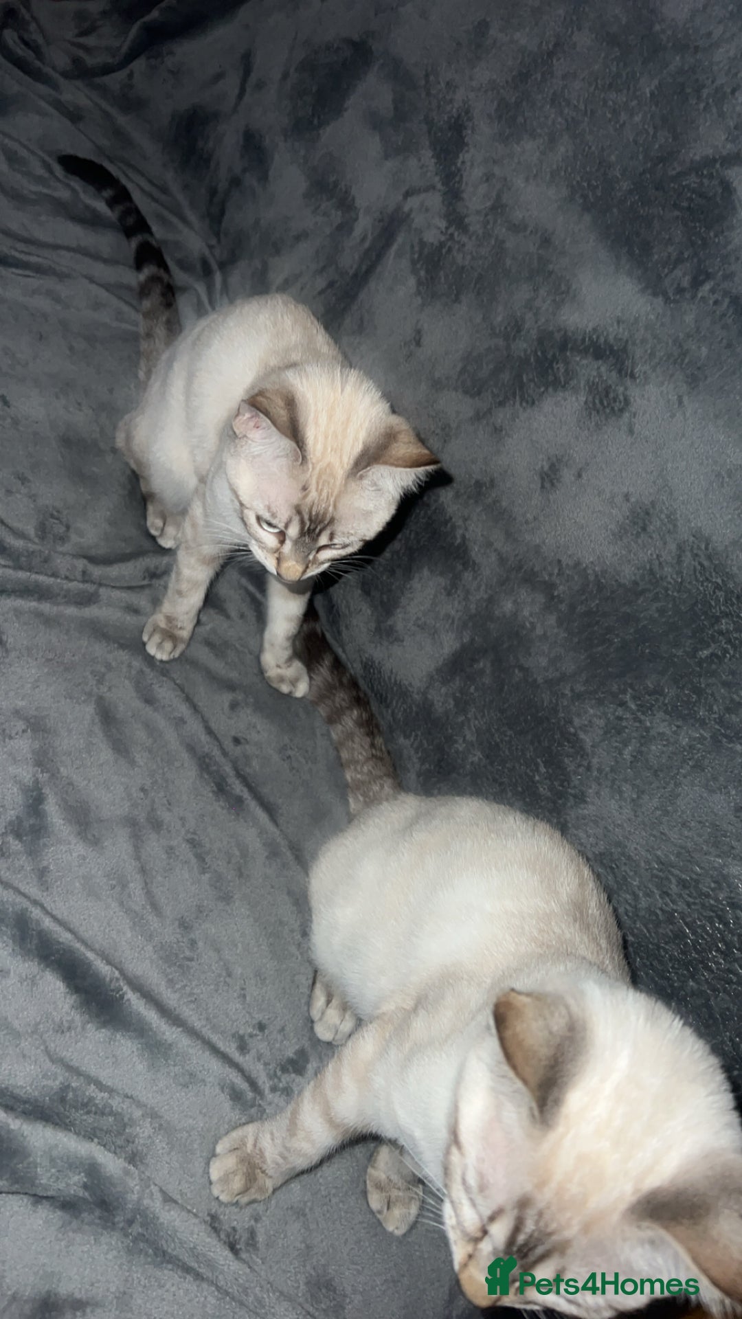 Ragdoll cats for sale: 2 ragdoll x bengal kittens  - Image 2