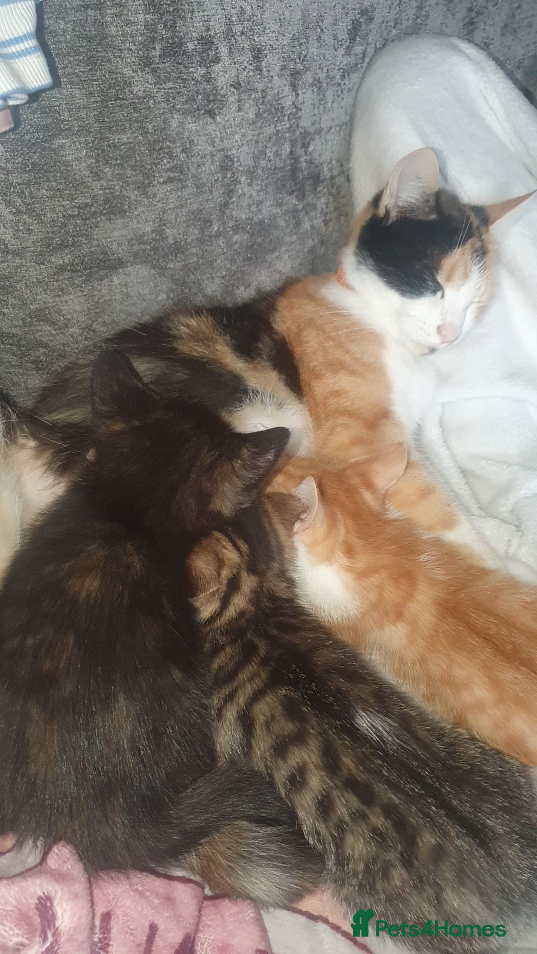 Mixed Breed cats Kittens looking for there forever sofas  - Advert 6