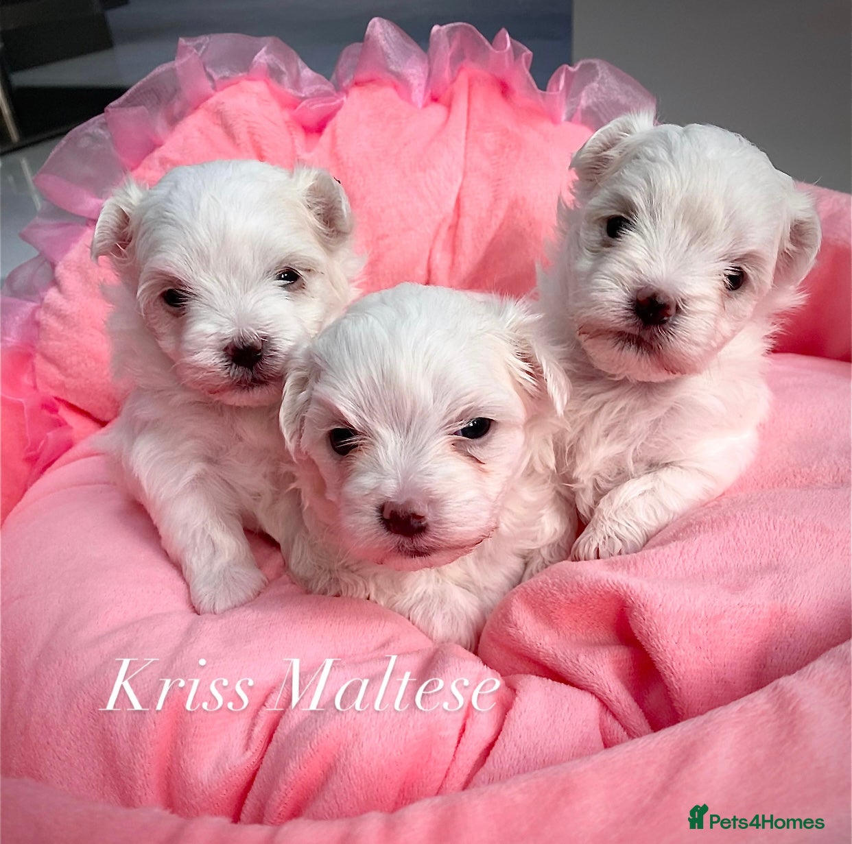 Maltese dogs ✨Outstanding kc registered Korean Maltese puppies✨ - Advert 12