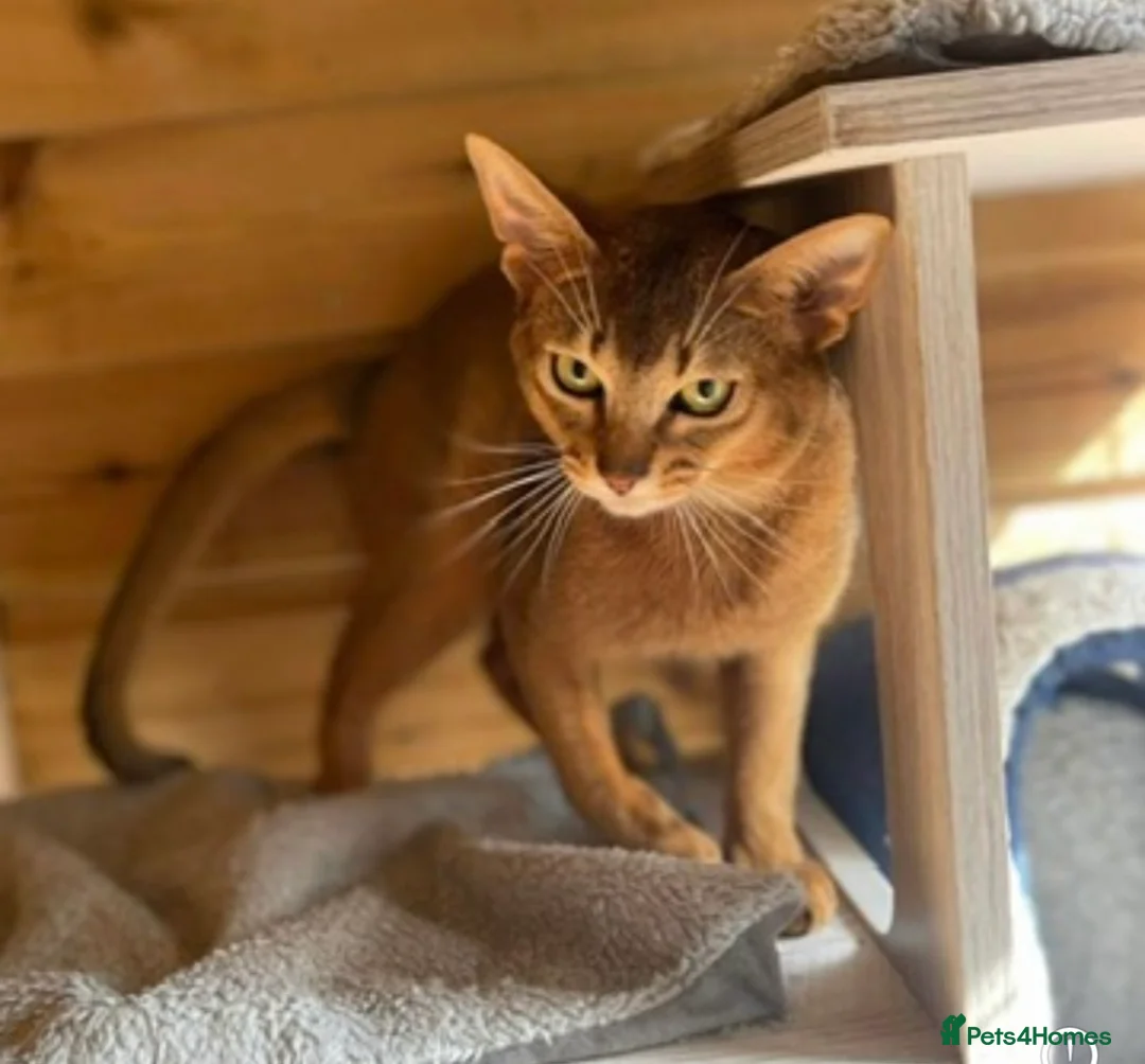 Abyssinian cats for sale: 💕💕💕Loving Abyssinian Boy Looking for New Home - Advert 1