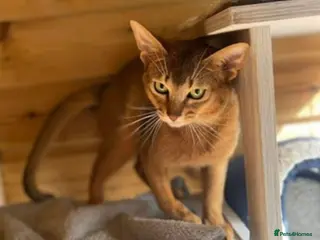 Abyssinian cats 💕💕💕Loving Abyssinian Boy Looking for New Home - Advert 3