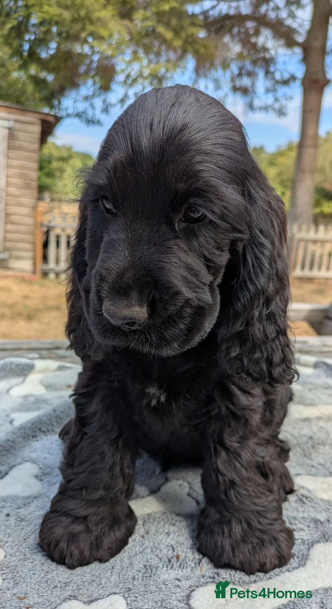 Cocker Spaniel dogs for sale: Solid Black Extensively Health Tested Show Pups!  in Lincoln - Advert 1