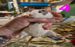 Rat rodents for sale: 9 beautiful girls - Image 15