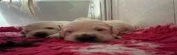 Golden Retriever dogs for sale: Cream Boys From Health Tested Parents  - Advert 9