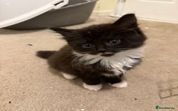 Mixed Breed cats for sale: Beautiful kittens for sale  - Image 3