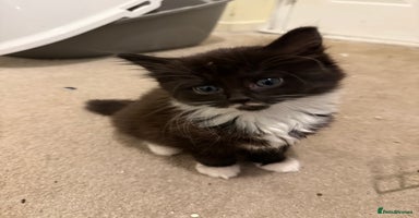 Mixed Breed cats - Advert 3