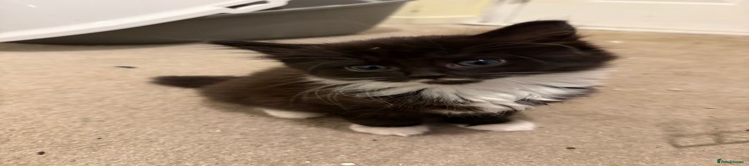 Mixed Breed Kitten 1