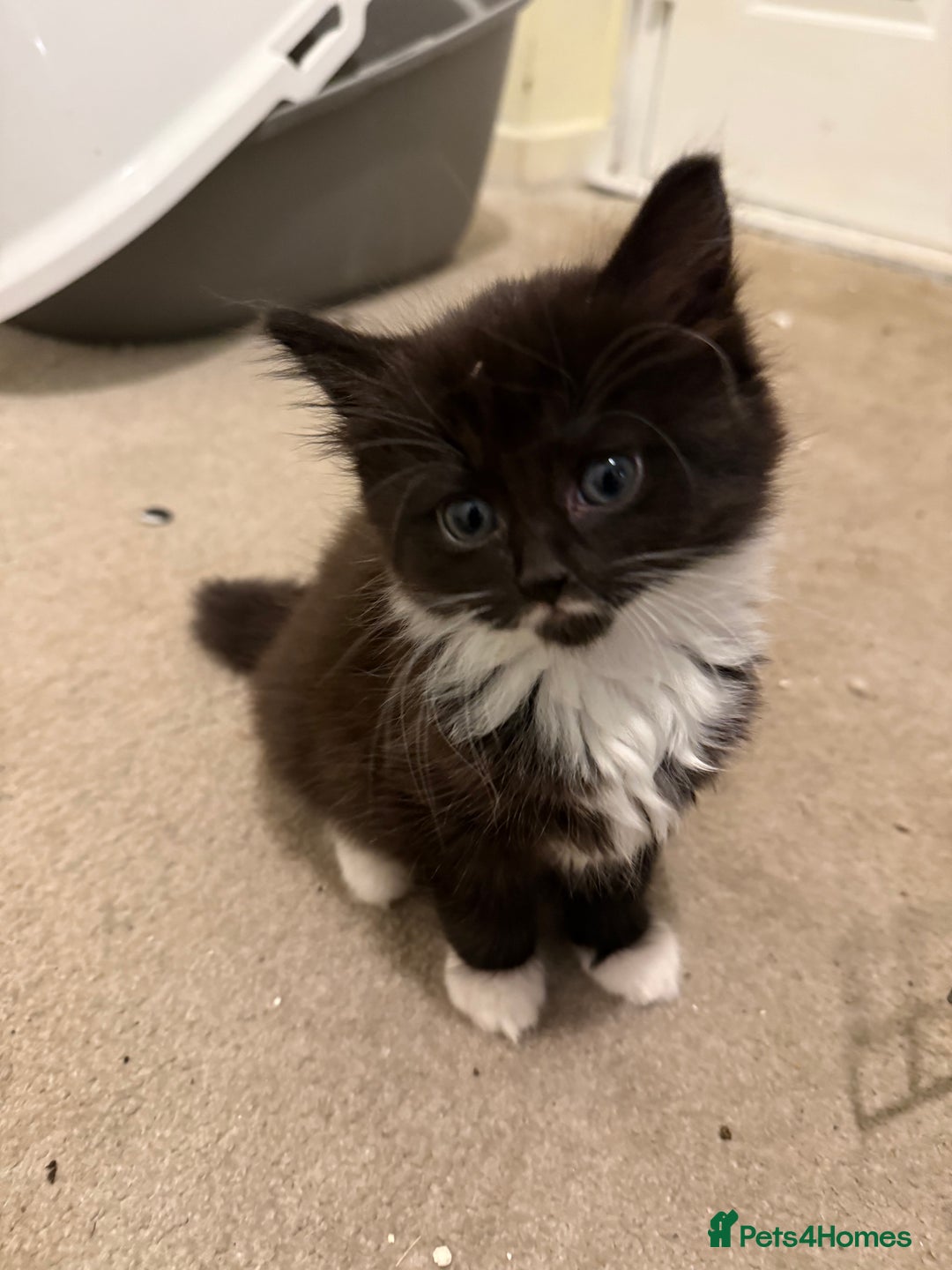 Mixed Breed cats for sale: Beautiful kittens for sale  - Image 3