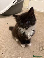 Mixed Breed cats - Advert 3