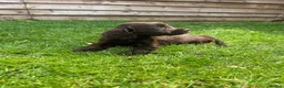 Cockapoo dogs for sale: Stunning F1 Miniature Cockerpoo Puppies - Advert 28