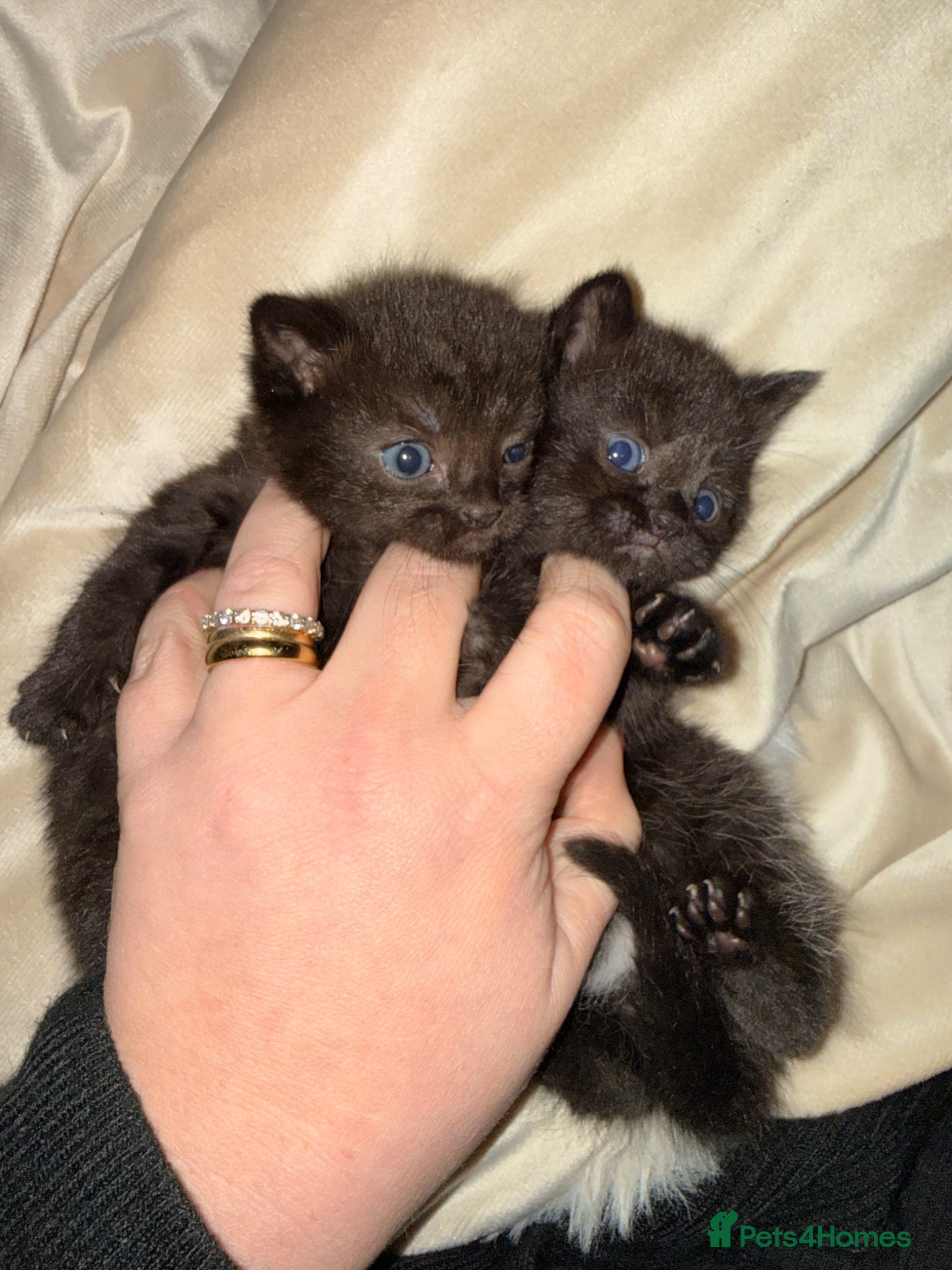 Mixed Breed cats Kittens - Ready Monday 6th  - Advert 1