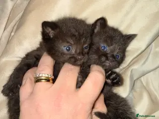 Mixed Breed cats Kittens - Ready Monday 6th - Advert 1