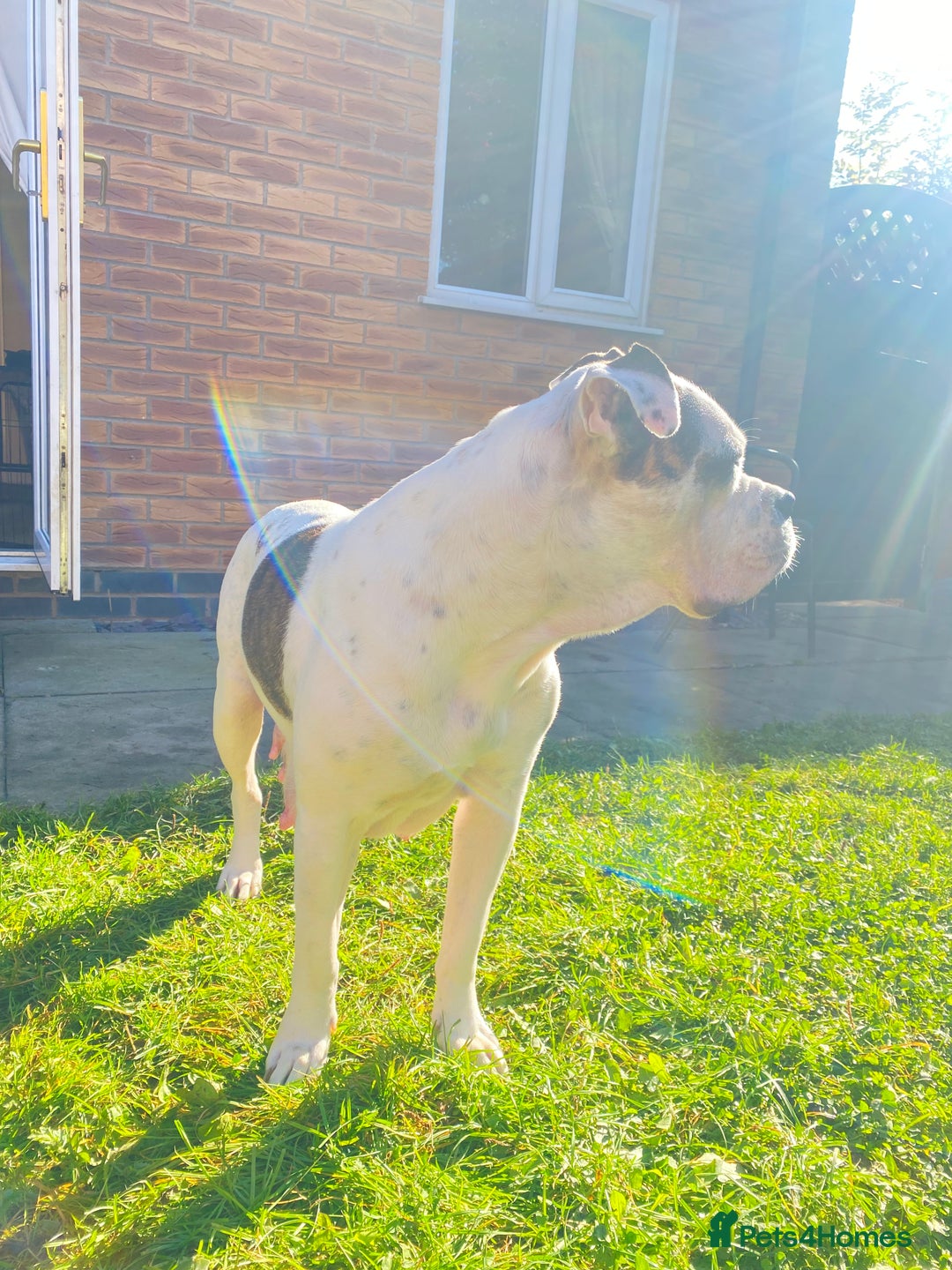 Old Tyme Bulldog dogs for sale: Old tyme Bulldog looking for a new home - Advert 4