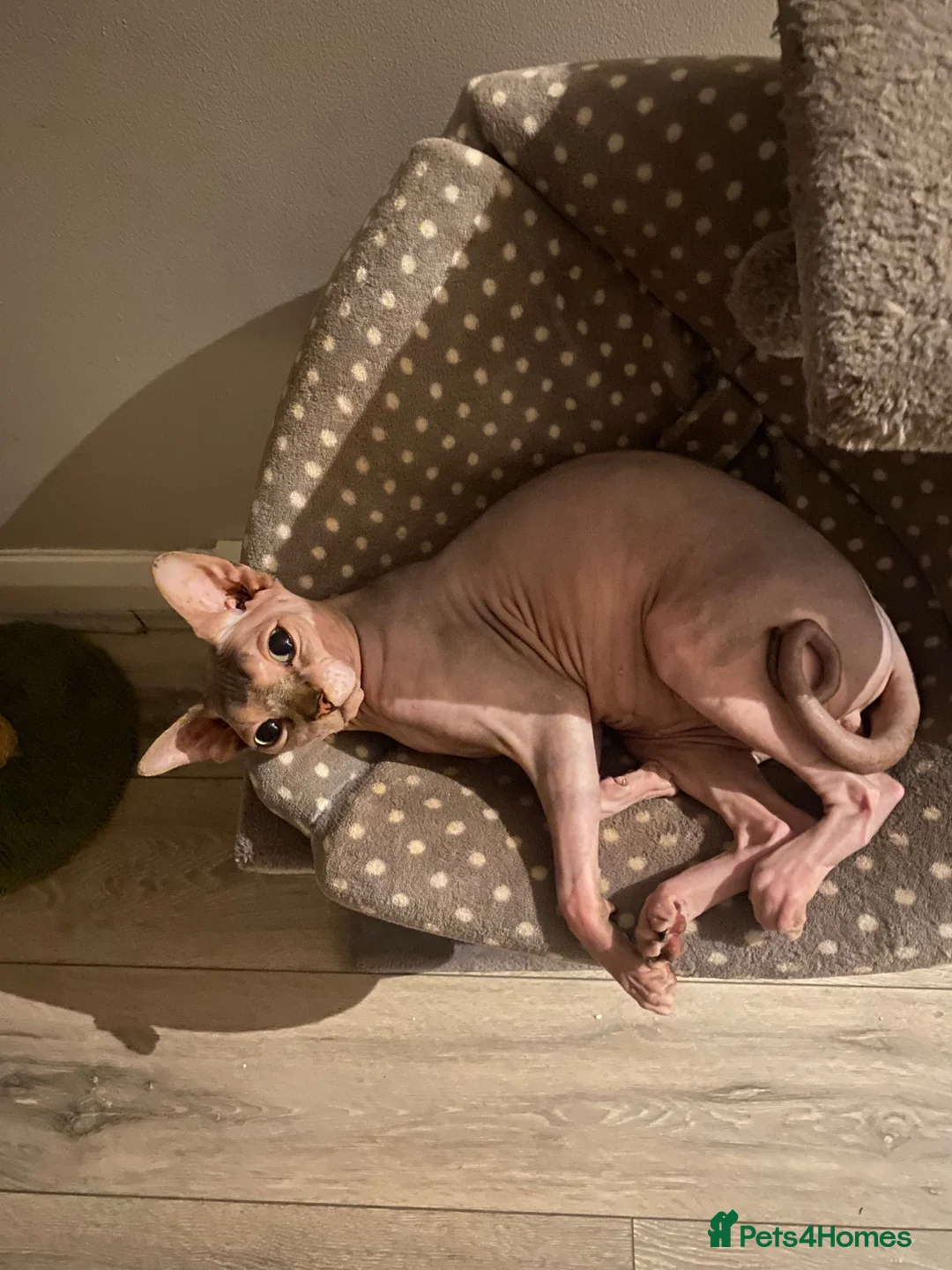 Sphynx cats for sale: 2 years old male Sphynx Cat in Nottingham - Advert 5