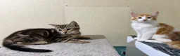 Domestic Shorthair cats for sale: Beautiful Kittens Looking for Loving Homes  - Advert 3