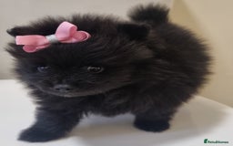 Pomeranian dogs for sale: Beautiful litter xxsmall teddy bear poms  - Image 21