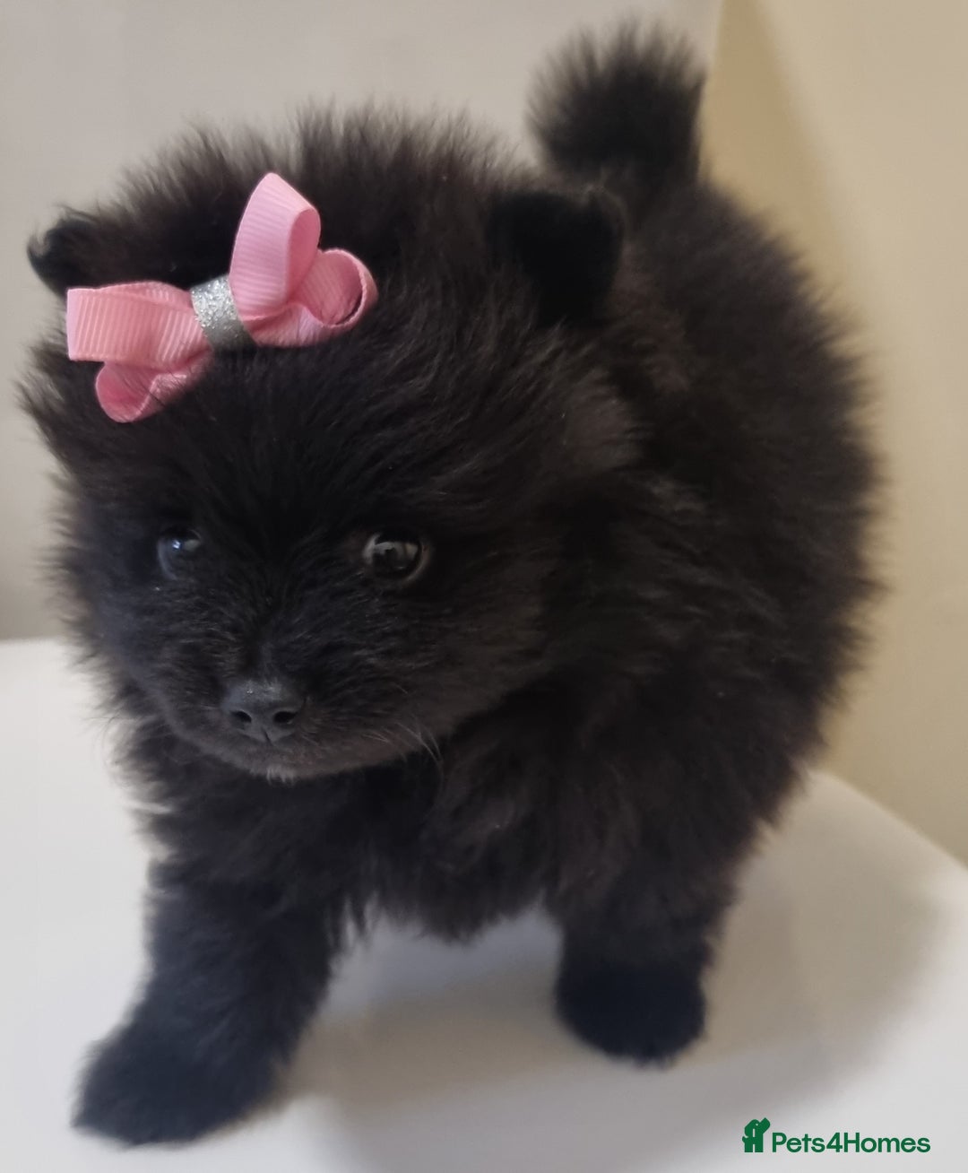 Pomeranian dogs for sale: Beautiful litter xxsmall teddy bear poms  - Image 21
