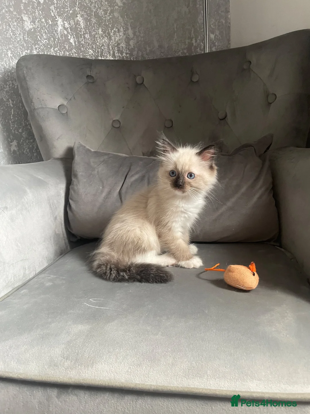 Ragdoll cats for sale: Ragdoll boy  - Advert 2