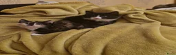 Mixed Breed cats for sale: Kittens are looking for a new home. - Advert 3