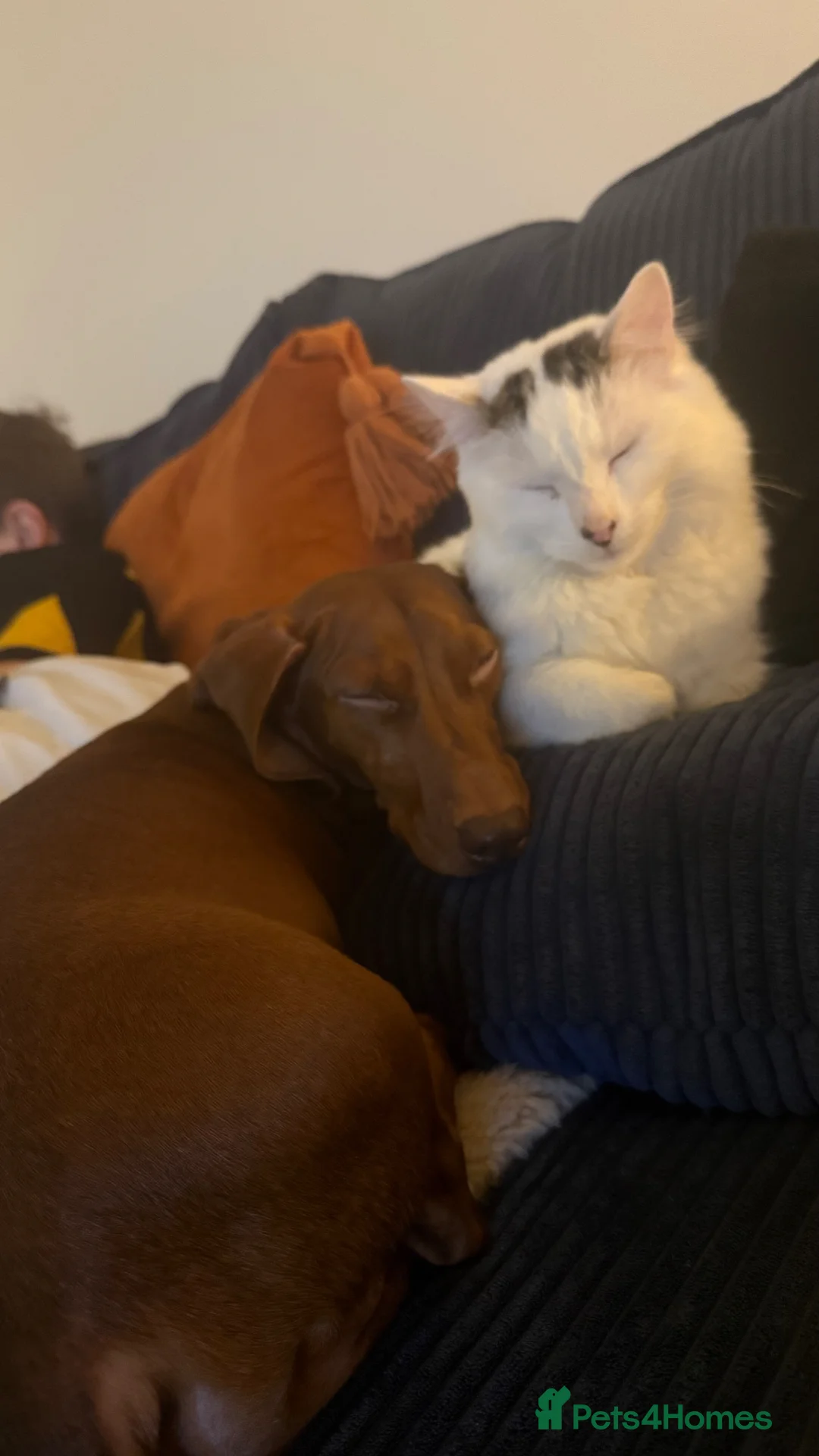 Mixed Breed cats for sale: Two boys good temperament  - Advert 1